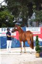 Hongre New Forest 3 ans