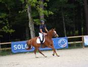 Hongre New Forest 3 ans