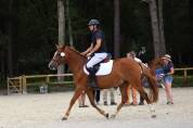 Hongre New Forest 3 ans