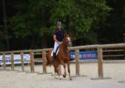 Hongre New Forest 3 ans