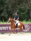 Hongre New Forest 3 ans