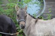 Foal mâle Shetland Grullo