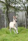 Foal mâle Shetland Grullo