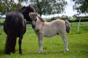 Foal mâle Shetland Grullo