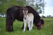 Foal mâle Shetland Grullo