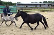 Foal mâle Shetland Grullo