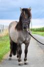 Castrone Shetland In vendita 2024 Grullo ,  EXKI DE LA MERLETIERE