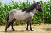 Castrone Shetland In vendita 2024 Grullo ,  EXKI DE LA MERLETIERE