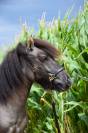 Castrone Shetland In vendita 2024 Grullo ,  EXKI DE LA MERLETIERE