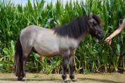 Castrone Shetland In vendita 2024 Grullo ,  EXKI DE LA MERLETIERE