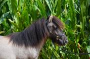 Castrone Shetland In vendita 2024 Grullo ,  EXKI DE LA MERLETIERE