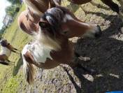 Poney femelle âgé de 1 ans