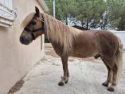 PONEYS STHELAND PAIRE ( 2 )