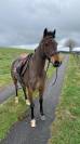 A VENDRE Ponette C 5 ans