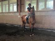 complet/dressage: OLD; prix special avant fin octobre