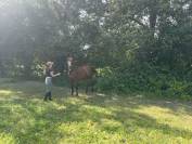 complet/dressage: OLD; prix special avant fin octobre