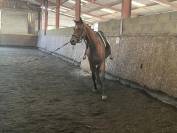 complet/dressage: OLD; prix special avant fin octobre