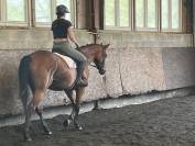 complet/dressage: OLD; prix special avant fin octobre