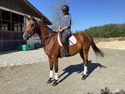 complet/dressage: OLD; prix special avant fin octobre