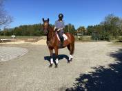 Jument 4 ans OLDENBOURG de Damaschino complet, dressage