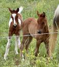 chevaux pur sang arabe