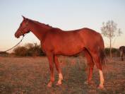 chevaux pur sang arabe