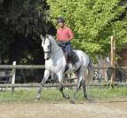 Entier PRE 7ans dressage 