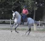 Entier PRE 7ans dressage 