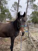 Poulinière oldenbourg à vendre 