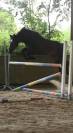 poney 2 ans top qualité