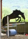 poney 2 ans top qualité