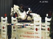 poney 2 ans top qualité