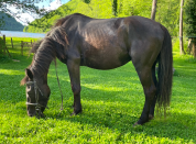 Magnifique Ponette OC (Lusitaniern-Pottok-SF)