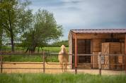 Pension chevaux Seine et Marne