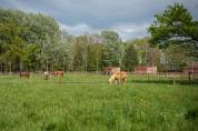 Pension chevaux Seine et Marne