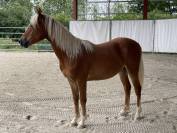 Poney mâle PFS 