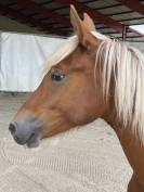 Poney mâle PFS 