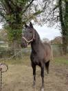 VEND CHEVAL HONGRE PRE 8ans