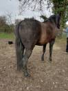 VEND CHEVAL HONGRE PRE 8ans