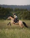 ⭐️ Poney de sport à louer ⭐️ 