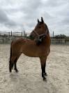 Poney PFS 4 ans EN COURS DE DÉBOURRAGE