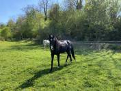 Vente jument oldenburg dressage - pouliniere