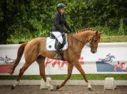 Hongre dressage 6 ans