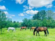 Montpellier, Domaine équestre sur plus de 3 hectares, proximit?