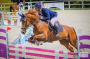 Cheval de concours