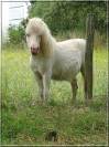 Male Shetland 