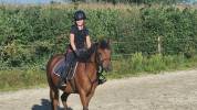 Poney Français de Selle. Jument 6 ans pour CSO