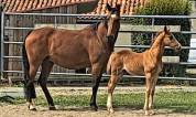 Magnifique foal par Giovanni la pomme 