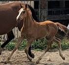 Magnifique foal par Giovanni la pomme 