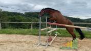 Cheval hongre de 3 ans issu de parents poneys